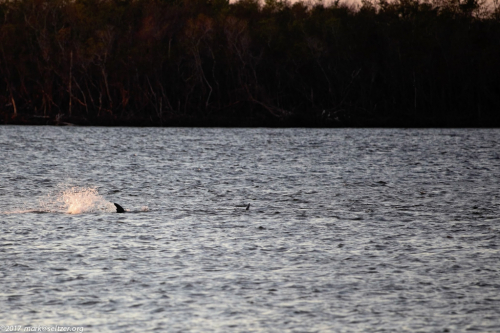 fins in motion