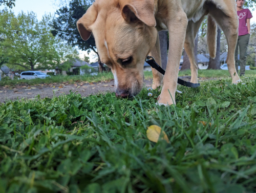 PXL 20230429 024327241